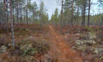 Luonnonarvokaupan kohteena ollut Kuikkasuo. ennen ennallistamistoimia. Ojituksen jälkeen alueelle on tullut puustoa. (Kuva: Panu Kukkonen/Mhy Pohjois-Karjala)