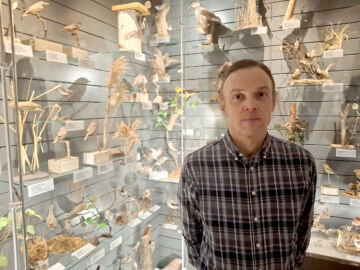 Aleksi Lehikoisen mukaan taimikoissa pesii yleisesti varpuslintuihin kuuluvia lajeja. Niiden tuntomerkkeihin voi tutustua Luonnontieteellisessä museossa. (Kuvaaja: Valtteri Skyttä)