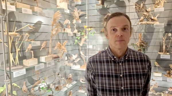 Aleksi Lehikoisen mukaan taimikoissa pesii yleisesti varpuslintuihin kuuluvia lajeja. Niiden tuntomerkkeihin voi tutustua Luonnontieteellisessä museossa. (Kuvaaja: Valtteri Skyttä)