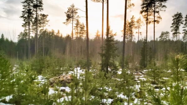 Kuva: Hannu Liljeroos