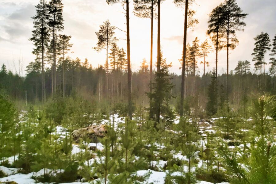 Kuva: Hannu Liljeroos