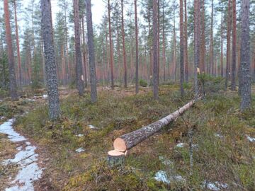 Ennallistamistoimia Härkävehmaansuolla