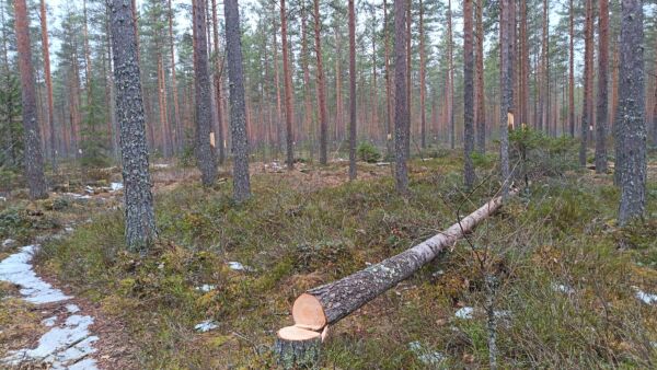 Ennallistamistoimia Härkävehmaansuolla