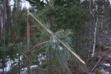 Hirvenmetsästyskautta pidennettiin tammikuulle seitsemän vuotta sitten, että hirvien talvisia syöntituhoja voitaisiin ehkäistä. Tammikuun metsästysaktiivisuudessa on kuitenkin suuria alueellisia eroja. (Kuvaaja Valtteri Skyttä) 