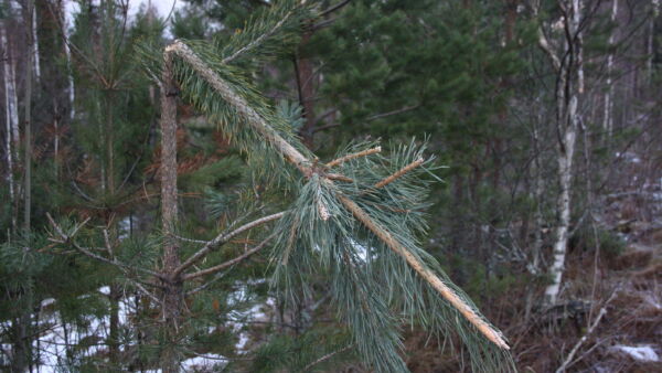 Hirvenmetsästyskautta pidennettiin tammikuulle seitsemän vuotta sitten, että hirvien talvisia syöntituhoja voitaisiin ehkäistä. Tammikuun metsästysaktiivisuudessa on kuitenkin suuria alueellisia eroja. (Kuvaaja Valtteri Skyttä) 
