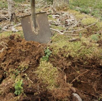 Ruotsissa ihmetellään, miten ruotsalaisen kivennäismaametsän maaperä voi sitoa itseensä kolme kertaa enemmän hiiltä kuin vastaavan suomalaismetsän maaperä. (Kuvaaja Valtteri Skyttä) (Kuvaaja: Valtteri Skyttä)