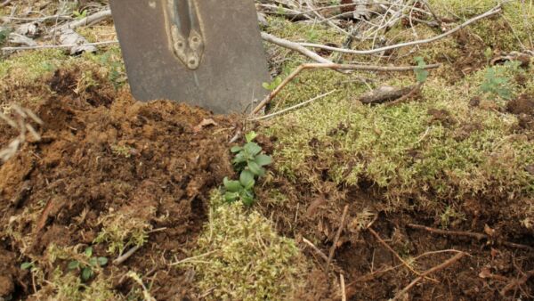 Ruotsissa ihmetellään, miten ruotsalaisen kivennäismaametsän maaperä voi sitoa itseensä kolme kertaa enemmän hiiltä kuin vastaavan suomalaismetsän maaperä. (Kuvaaja Valtteri Skyttä) (Kuvaaja: Valtteri Skyttä)