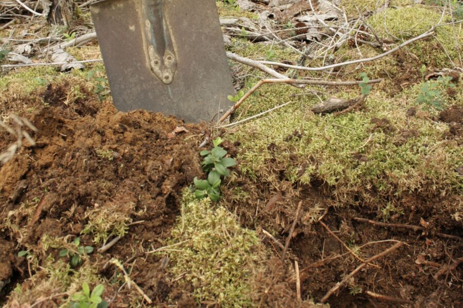 Ruotsissa ihmetellään, miten ruotsalaisen kivennäismaametsän maaperä voi sitoa itseensä kolme kertaa enemmän hiiltä kuin vastaavan suomalaismetsän maaperä. (Kuvaaja Valtteri Skyttä) (Kuvaaja: Valtteri Skyttä)