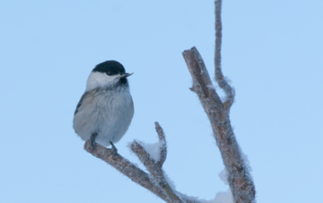 Hömötiaiskanta on taantunut voimakkaasti. Tämä yksilö tallentui kuvaan ruokintapaikalla erikoisen nokkansa ansiosta. (Kuvaaja: Sami Karppinen)