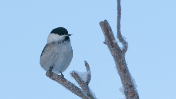 Hömötiaiskanta on taantunut voimakkaasti. Tämä yksilö tallentui kuvaan ruokintapaikalla erikoisen nokkansa ansiosta. (Kuvaaja: Sami Karppinen)