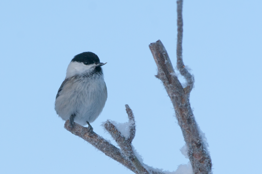 Hömötiaiskanta on taantunut voimakkaasti. Tämä yksilö tallentui kuvaan ruokintapaikalla erikoisen nokkansa ansiosta. (Kuvaaja: Sami Karppinen)