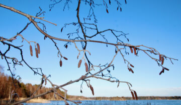 Lepän siitepölyä on kulkeutunut Suomeen etelämpää Euroopasta, missä kevät on jo pidemmällä. Kuva: Maria Lehmusvaara