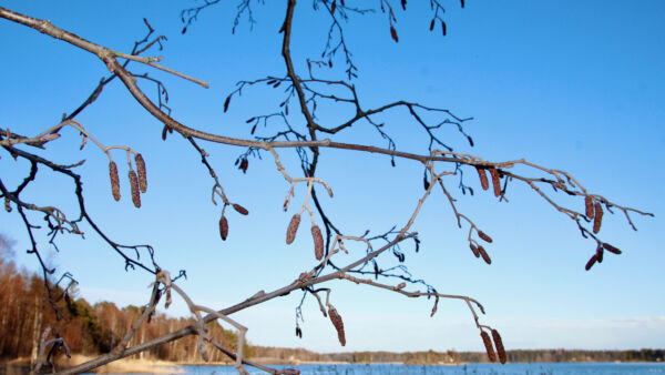 Lepän siitepölyä on kulkeutunut Suomeen etelämpää Euroopasta, missä kevät on jo pidemmällä. Kuva: Maria Lehmusvaara