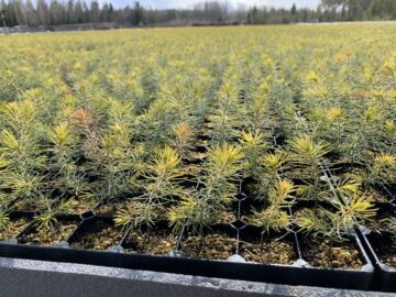 Käsillä ovat viime hetket, jos ensi keväälle vielä haluaa ostaa taimia. (Kuvaaja: Tiia Puukila)