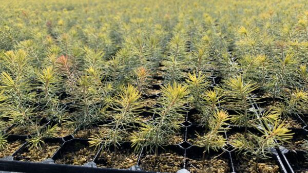 Käsillä ovat viime hetket, jos ensi keväälle vielä haluaa ostaa taimia. (Kuvaaja: Tiia Puukila)