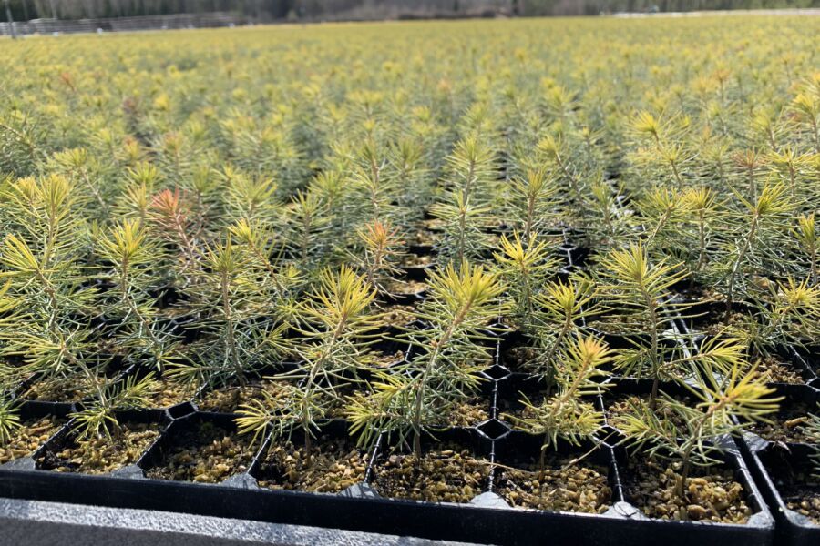 Käsillä ovat viime hetket, jos ensi keväälle vielä haluaa ostaa taimia. (Kuvaaja: Tiia Puukila)