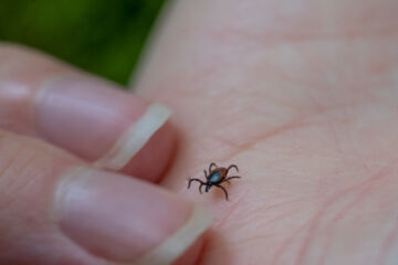 Puutiainen luonnossa.