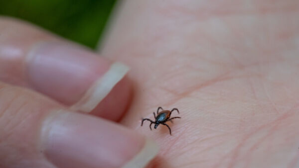 Puutiainen luonnossa.