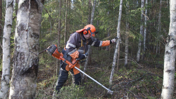 Kuitupuuharvennuksessa ennakkoraivataan rinnankorkeudeltaan alle kahdeksansenttiset puut. Pituudeltaan alle kaksimetrisiä puita ei kaadeta elleivät ne haittaa korjuuta.