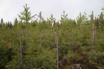 Hirvivahinkoja mäntytaimikossa. Vahinkojen määrään vaikuttavat hirvikannan muutokset, lumen määrä ja liikkumisesteet. (Kuva: Juho Kokkonen)