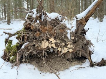 Juurikäävän esiintyminen huomataan usein vasta vanhempien metsien tuuli- ja hyönteistuhojen yhteydessä. (Kuva: Juho Kokkonen/Metsäkeskus)