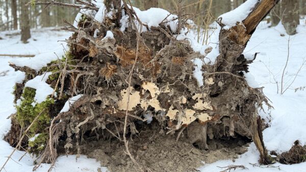 Juurikäävän esiintyminen huomataan usein vasta vanhempien metsien tuuli- ja hyönteistuhojen yhteydessä. (Kuva: Juho Kokkonen/Metsäkeskus)