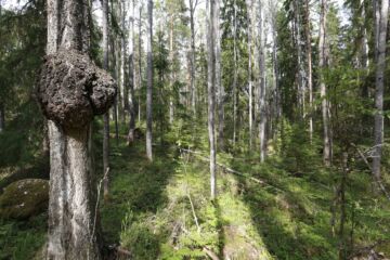 Luonnonarvojen kauppa ottaa konkreettisia askelia eteenpäin. Kysyntä ja tarjonta ovat vielä hämärän peitossa.  (Kuvaaja: Sami Karppinen)