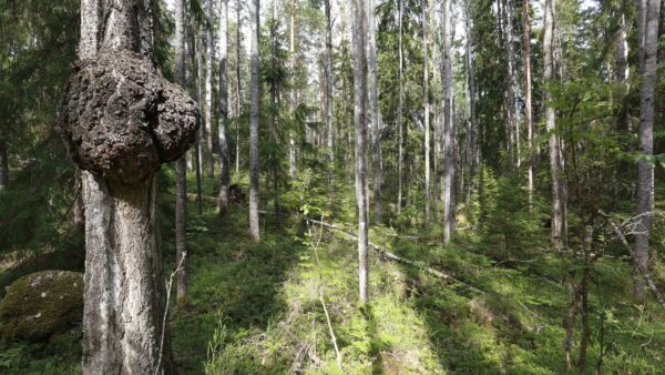 Luonnonarvojen kauppa ottaa konkreettisia askelia eteenpäin. Kysyntä ja tarjonta ovat vielä hämärän peitossa.  (Kuvaaja: Sami Karppinen)
