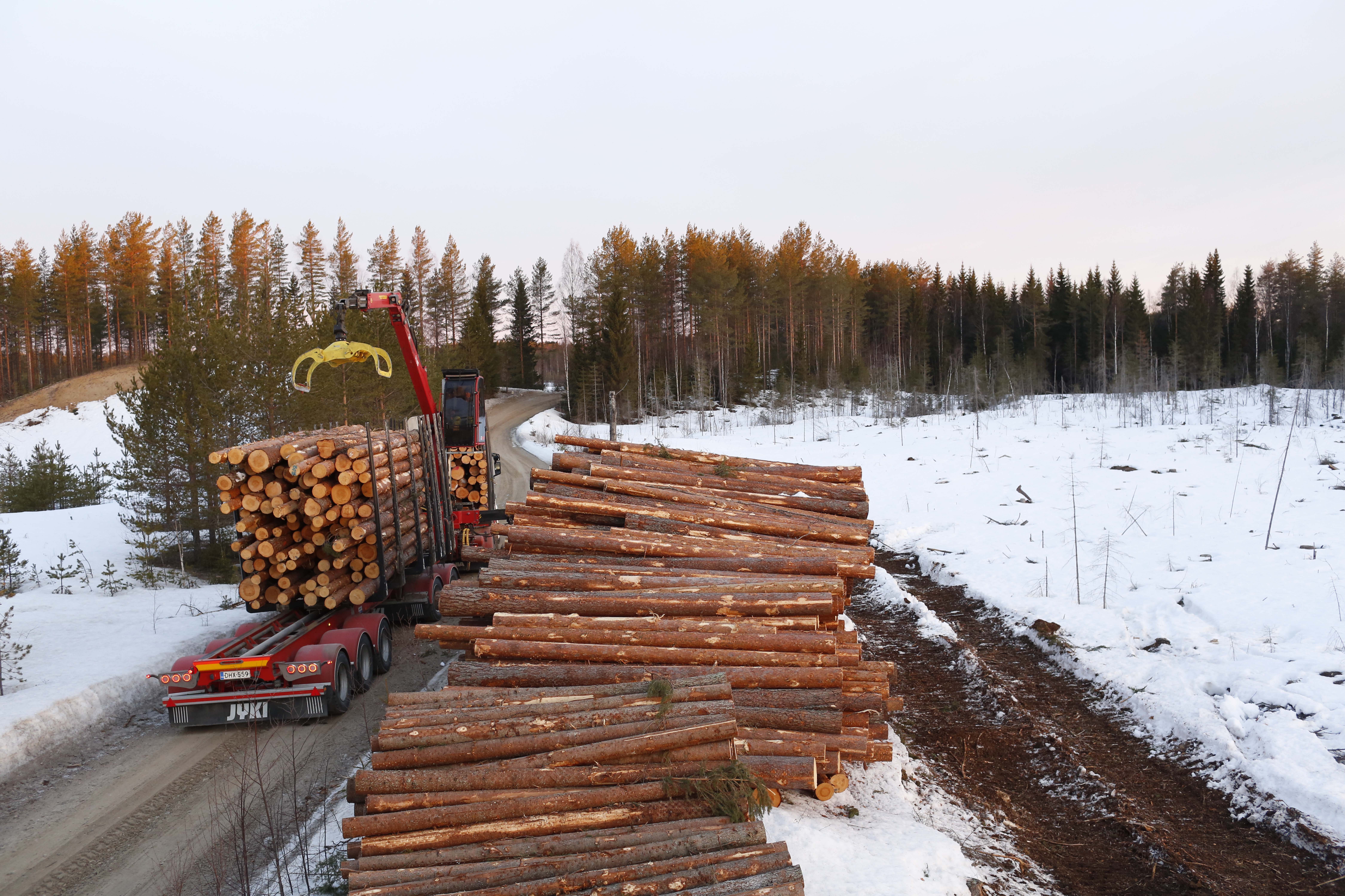 Toistaiseksi kelit ovat otolliset puun ajoon. (Kuvaaja: Sami Karppinen)
