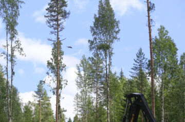 Tällaista tilannetta ei metsäalalla toivo kukaan. Siksi olisi tärkeää, että kohteile, joissa esiintyy mahdollisesti liito-oravia, tulisi viranomaisilta selkeät toimintaohjeet ja korvausmenettely olisi tarvittaessa sujuva. Kuva on vuodelta 2017.  (Kuvaaja: Sami Karppinen)