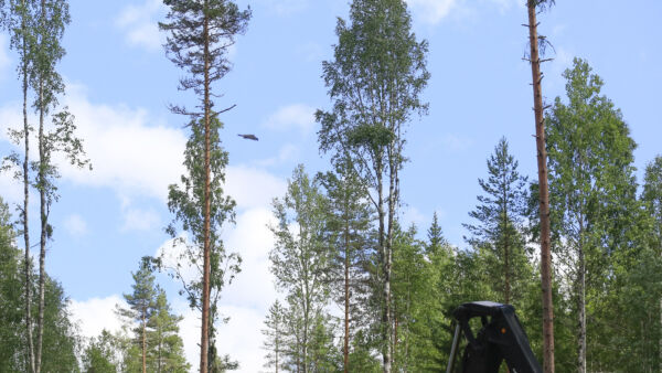 Tällaista tilannetta ei metsäalalla toivo kukaan. Siksi olisi tärkeää, että kohteile, joissa esiintyy mahdollisesti liito-oravia, tulisi viranomaisilta selkeät toimintaohjeet ja korvausmenettely olisi tarvittaessa sujuva. Kuva on vuodelta 2017.  (Kuvaaja: Sami Karppinen)