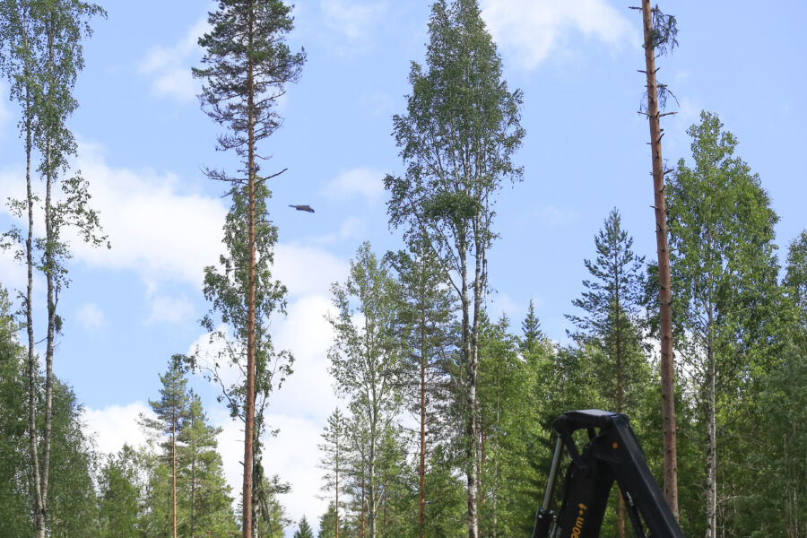 Tällaista tilannetta ei metsäalalla toivo kukaan. Siksi olisi tärkeää, että kohteile, joissa esiintyy mahdollisesti liito-oravia, tulisi viranomaisilta selkeät toimintaohjeet ja korvausmenettely olisi tarvittaessa sujuva. Kuva on vuodelta 2017.  (Kuvaaja: Sami Karppinen)