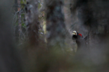Metso-ohjelman jatkokauden on tarkoitus käynnistyä tämän vuoden alkupuolella. Samalla ohjelma ulottuu koko maahan. (Kuva: Sami Karppinen)