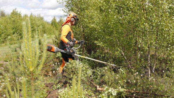 Taimikonhoidolla turvataan taimikon varhaiskehitys ja valitaan ensiharvennukseen asti kasvatettava puusto.