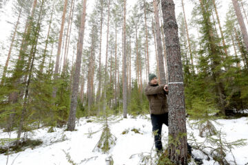 Tornatorin metsäasiantuntija Tuomo Turunen toteaa, että tässä mustikkatyypin männikössä puuston keskiläpimitta on jo reilut 26 senttiä, joten Tornatorin kriteerien mukaan puusto on päätehakkuukypsää. (Kuvaaja: Sami Karppinen)