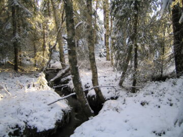 Metsänomistajat voivat hakea ympäristötukea korvauksena metsän määräaikaisesta suojelusta. Määräaikaisella suojelulla metsänomistaja sitoutuu jättämään metsän hakkuiden ja metsänhoitotöiden ulkopuolelle 10 vuodeksi. (Kuva: Metsäkeskus)