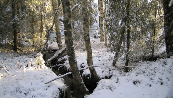Metsänomistajat voivat hakea ympäristötukea korvauksena metsän määräaikaisesta suojelusta. Määräaikaisella suojelulla metsänomistaja sitoutuu jättämään metsän hakkuiden ja metsänhoitotöiden ulkopuolelle 10 vuodeksi. (Kuva: Metsäkeskus)