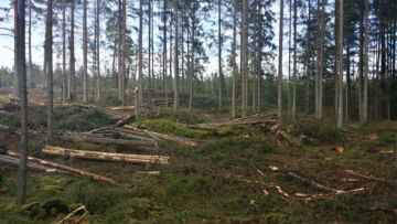 Ruotsin hallitus haluaa painottaa metsäpolitiikkaa puuntuotantoon. Kuva Etelä-Ruotsin Bräkne-Hobystä. (Kuvaaja: Wikimedia Commons)