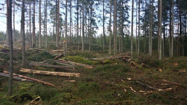 Ruotsin hallitus haluaa painottaa metsäpolitiikkaa puuntuotantoon. Kuva Etelä-Ruotsin Bräkne-Hobystä. (Kuvaaja: Wikimedia Commons)