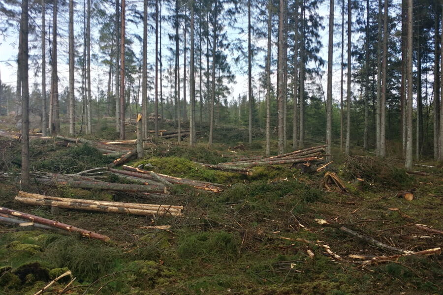 Ruotsin hallitus haluaa painottaa metsäpolitiikkaa puuntuotantoon. Kuva Etelä-Ruotsin Bräkne-Hobystä. (Kuvaaja: Wikimedia Commons)