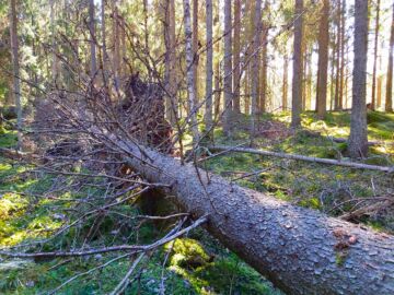 Lumettomuus saattaa aikaistaa tilakauppojen sesonkia. Liljeroos teki huhtikuun alussa tila-arvion Mynämäellä Varsinais-Suomessa. Kuva: Hannu Liljeroos