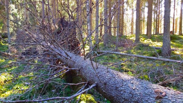 Lumettomuus saattaa aikaistaa tilakauppojen sesonkia. Liljeroos teki huhtikuun alussa tila-arvion Mynämäellä Varsinais-Suomessa. Kuva: Hannu Liljeroos