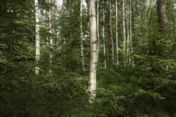 Artek kertoi ostaneensa metsää Itä-Suomesta, jota tullaan hoitamaan jatkuvalla kasvatuksella. (Kuva: Artek)