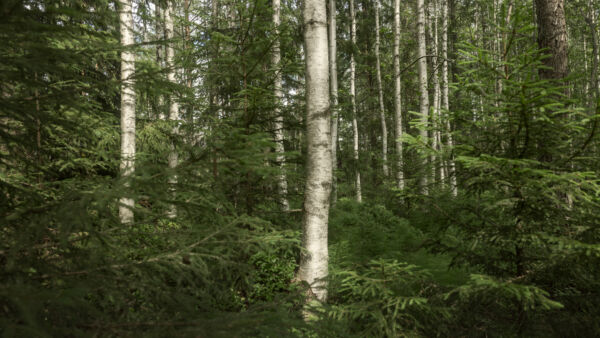 Artek kertoi ostaneensa metsää Itä-Suomesta, jota tullaan hoitamaan jatkuvalla kasvatuksella. (Kuva: Artek)