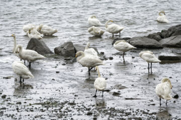 Laulujoutsen on yksi lajeista, jonka kannat ovat nousseet Suomessa tuhon partaalta. (Kuva: Jakub Hałun)