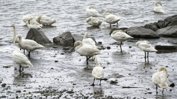 Laulujoutsen on yksi lajeista, jonka kannat ovat nousseet Suomessa tuhon partaalta. (Kuva: Jakub Hałun)