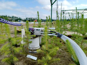 Kuusentaimien versot kasvoivat istutuskesänä selvästi paremmin, kun sekä ilman että maaperän lämpötilaa nostettiin viisi astetta. Luonnonvarakeskuksen tutkimuksessa mitattiin myös taimien hiilensidontaa sekä maahengityksen määrää.  (Kuvaaja: Luke / Katri Himanen)