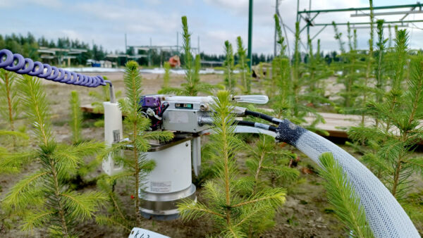 Kuusentaimien versot kasvoivat istutuskesänä selvästi paremmin, kun sekä ilman että maaperän lämpötilaa nostettiin viisi astetta. Luonnonvarakeskuksen tutkimuksessa mitattiin myös taimien hiilensidontaa sekä maahengityksen määrää.  (Kuvaaja: Luke / Katri Himanen)