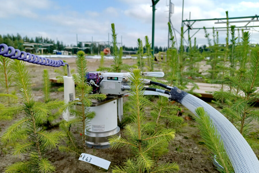 Kuusentaimien versot kasvoivat istutuskesänä selvästi paremmin, kun sekä ilman että maaperän lämpötilaa nostettiin viisi astetta. Luonnonvarakeskuksen tutkimuksessa mitattiin myös taimien hiilensidontaa sekä maahengityksen määrää.  (Kuvaaja: Luke / Katri Himanen)