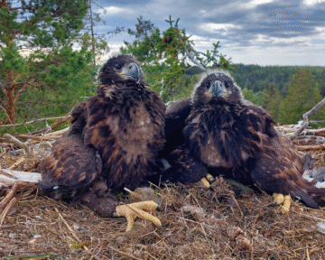 Kaksi noin kuuden viikon ikäistä merikotkan poikasta pesässä Naantalissa. Merikotka munii yhdestä kolmeen munaa varhain keväällä, mutta tiheän populaation lisäämät reviirikamppailut, ravinnon puute tai erilaiset ympäristön häiriötekijät voivat heikentää pesinnän onnistumisen mahdollisuuksia. (Kuvaaja: Ida Penttinen)